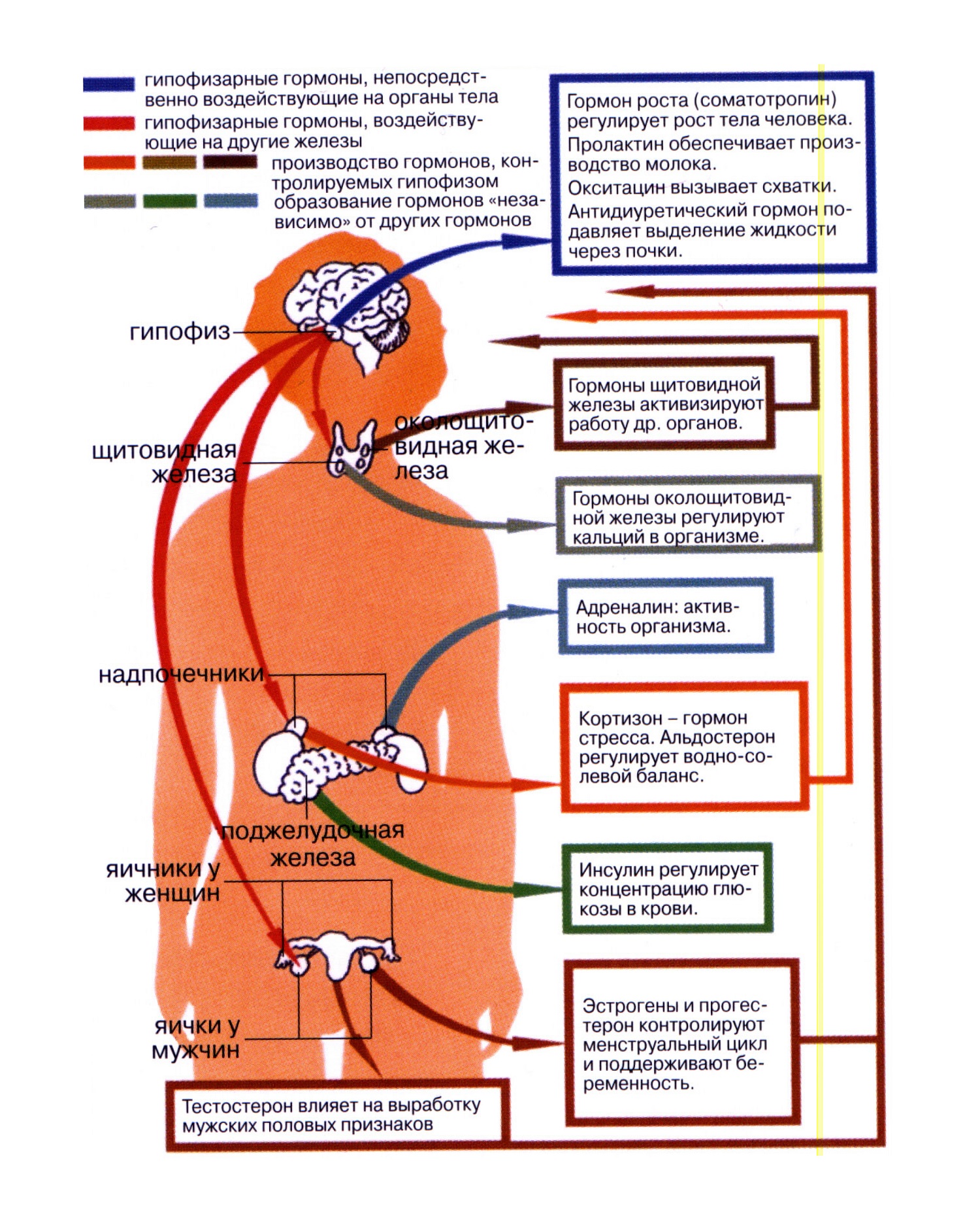 Выработка организмом органа. Орган отвечающий за гормоны. Гормоны человека их физиологические действия. Как выглядят гормоны. Система выработки гормонов.